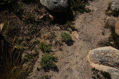 Pelargonium laevigatum oxyphyllum