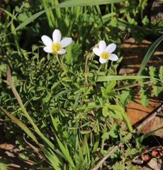 Oxalis tenella