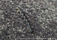 Sangalopsis microleuca
