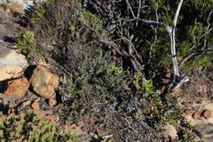 Indigofera candolleana