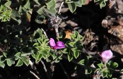 Indigofera candolleana