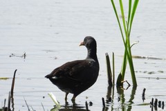 Gallinula galeata