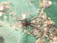 Latrodectus thoracicus