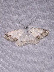 Scopula decorata