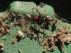 Latrodectus thoracicus