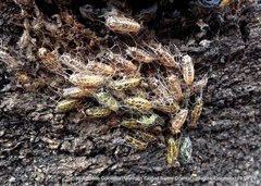 Sangalopsis microleuca