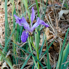 Iris hartwegii australis