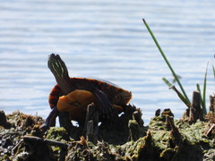 Chrysemys picta