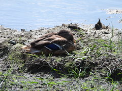 Anas platyrhynchos