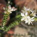 Agathosma recurvifolia - Photo Sem direitos reservados, uploaded by Di Turner