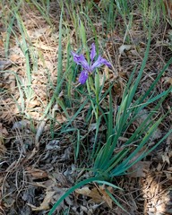 Iris hartwegii australis