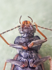 Phlaeopterus
