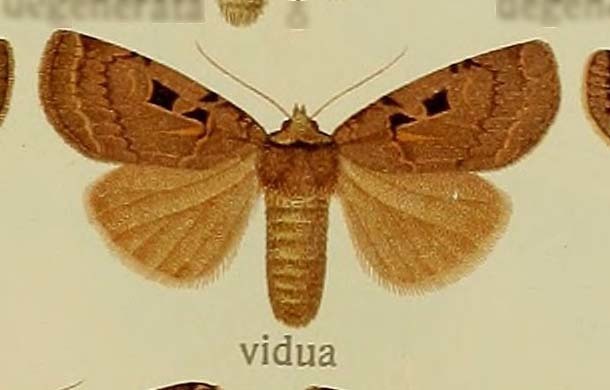 Xestia vidua