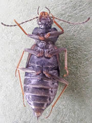 Phlaeopterus
