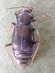 Phlaeopterus