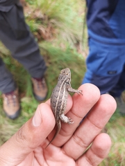 Sceloporus scalaris