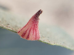 Andricus atrimentus