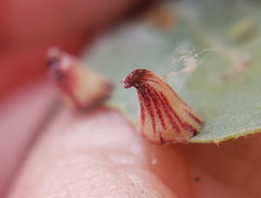 Andricus atrimentus