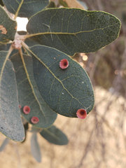 Andricus gigas