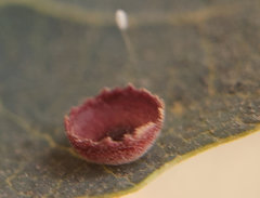 Andricus gigas
