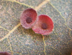Andricus gigas