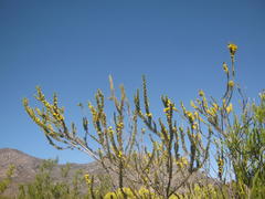 Aspalathus sceptrum-aureum