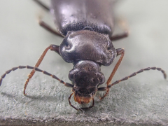 Phlaeopterus