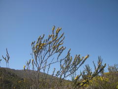 Aspalathus sceptrum-aureum