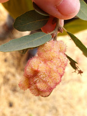 Andricus crystallinus