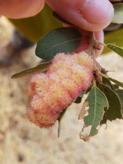 Andricus crystallinus