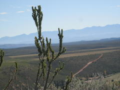 Aspalathus sceptrum-aureum