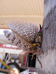 Cymatomera denticollis