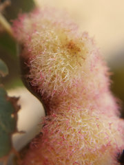 Andricus crystallinus