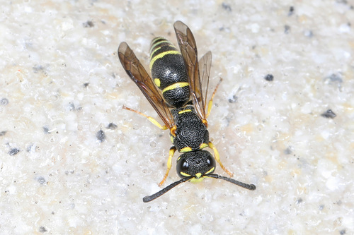 Rhynchalastor ammonia