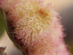Andricus crystallinus