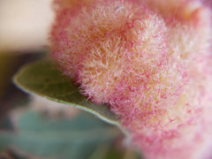 Andricus crystallinus