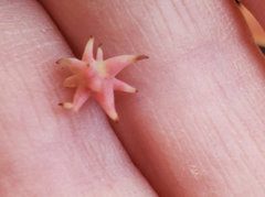 Cynips quercusechinus