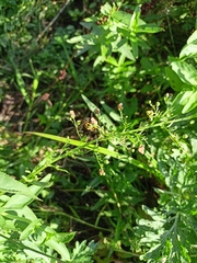 Scrophularia umbrosa