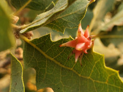 Cynips quercusechinus
