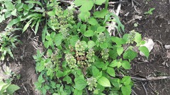 Ocimum campechianum