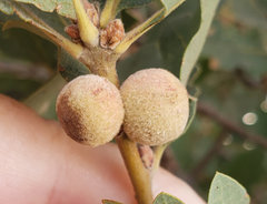 Disholcaspis simulata