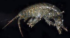 Eogammarus