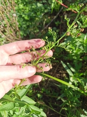Scrophularia umbrosa