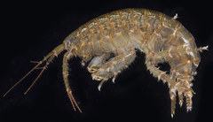 Eogammarus