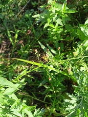 Scrophularia umbrosa