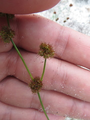 Juncus scirpoides