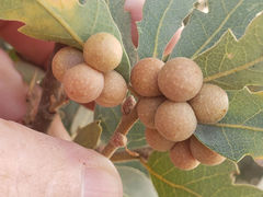 Andricus brunneus
