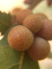 Andricus brunneus