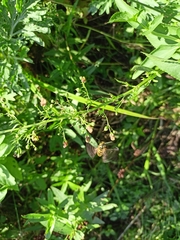 Scrophularia umbrosa