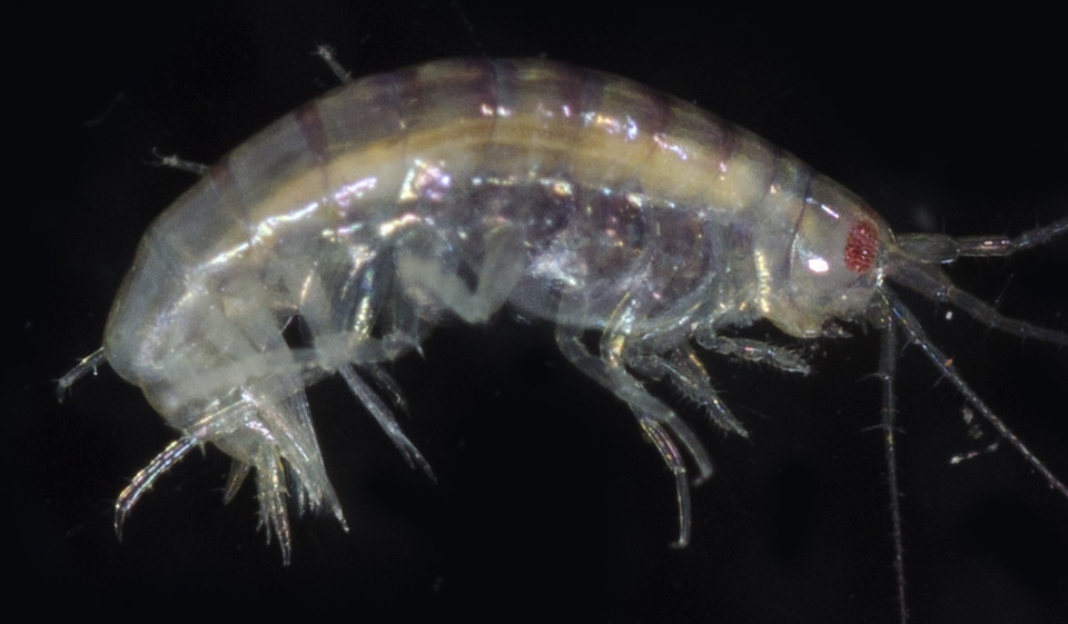 Pontogeneiidae